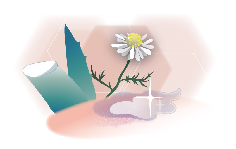 Grafik Aloe-Vera und Kamille