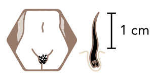 Vorbereitung Icon Waxing